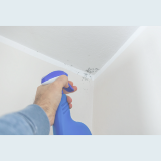 Moss & Mould Kill